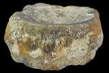 Plesiosaur (Colymbosaurus) Vertebra - England #97719-3